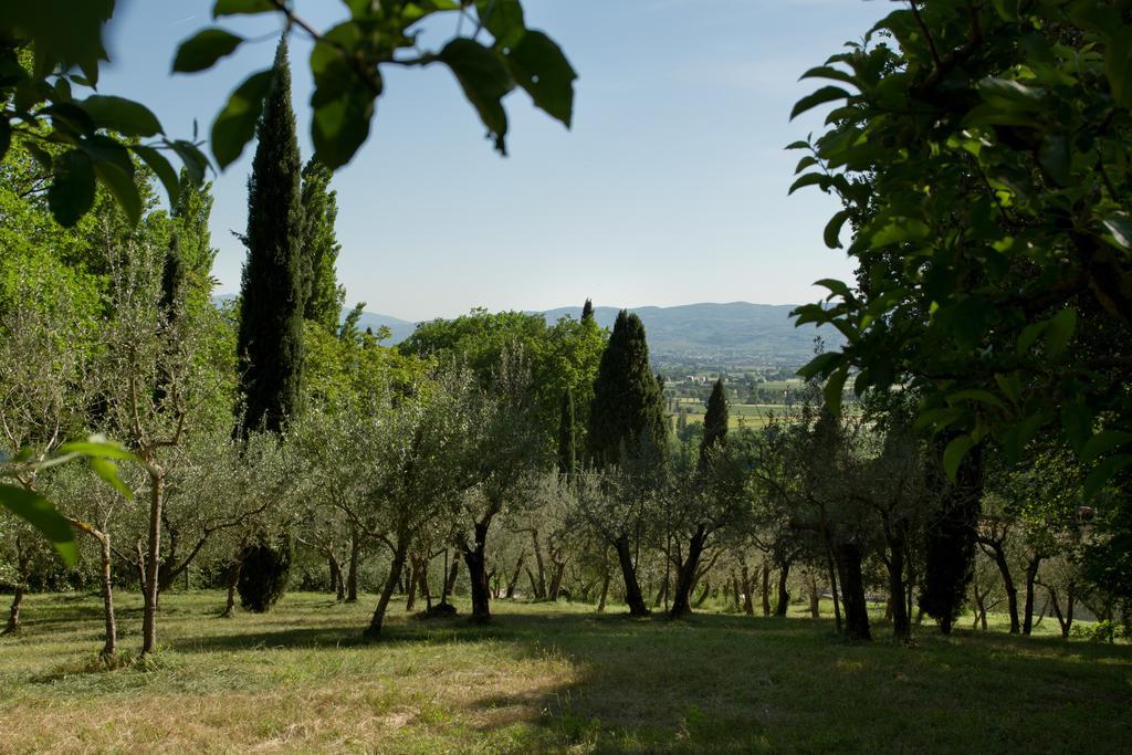Villa Degli Ulivi Assisi Exterior photo